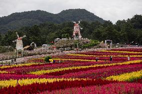 Gangwon Do Flower Garden Festival - South Korea