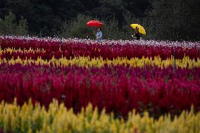 Gangwon Do Flower Garden Festival - South Korea