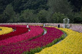 Gangwon Do Flower Garden Festival - South Korea