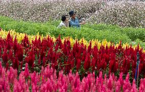 Gangwon Do Flower Garden Festival - South Korea