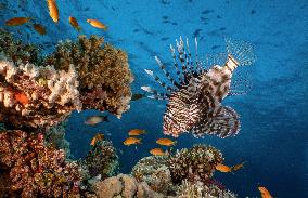 Venomous Lionfish Are Invading The Mediterranean Sea