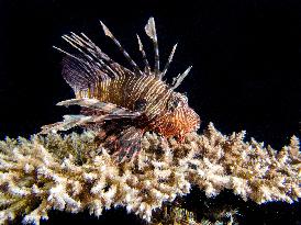 Venomous Lionfish Are Invading The Mediterranean Sea