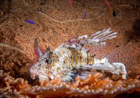 Venomous Lionfish Are Invading The Mediterranean Sea
