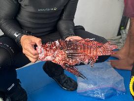 Venomous Lionfish Are Invading The Mediterranean Sea