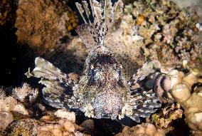 Venomous Lionfish Are Invading The Mediterranean Sea