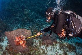 Venomous Lionfish Are Invading The Mediterranean Sea