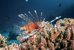 Venomous Lionfish Are Invading The Mediterranean Sea