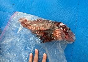 Venomous Lionfish Are Invading The Mediterranean Sea