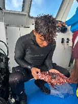 Venomous Lionfish Are Invading The Mediterranean Sea