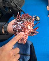 Venomous Lionfish Are Invading The Mediterranean Sea