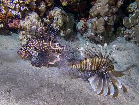 Venomous Lionfish Are Invading The Mediterranean Sea