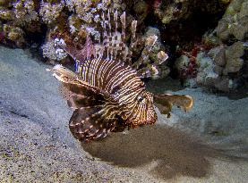 Venomous Lionfish Are Invading The Mediterranean Sea