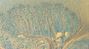 Tidal Trees Landscape