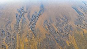 Tidal Trees Landscape