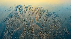 Tidal Trees Landscape