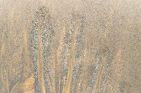 Tidal Trees Landscape