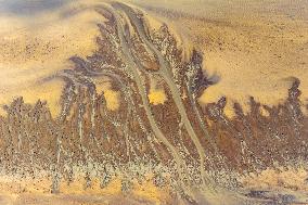 Tidal Trees Landscape