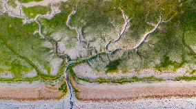 Tidal Trees Landscape