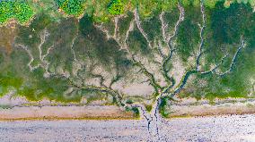 Tidal Trees Landscape