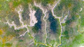 Tidal Trees Landscape