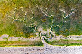 Tidal Trees Landscape