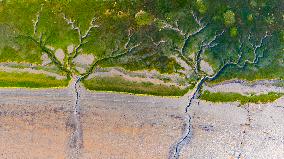 Tidal Trees Landscape