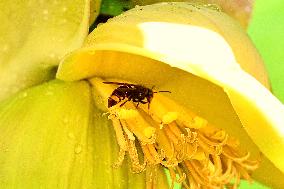 Asian Hornet - France