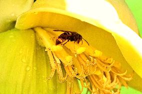 Asian Hornet - France
