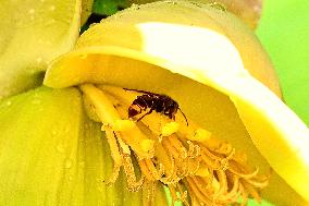 Asian Hornet - France