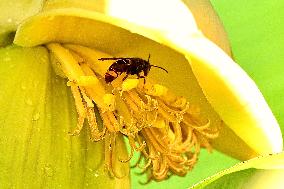 Asian Hornet - France