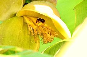 Asian Hornet - France