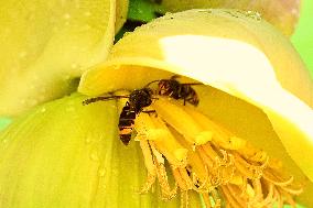 Asian Hornet - France