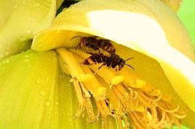 Asian Hornet - France