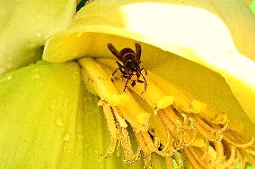 Asian Hornet - France