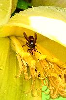 Asian Hornet - France