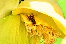 Asian Hornet - France