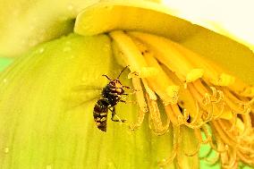 Asian Hornet - France
