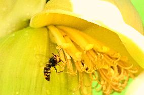 Asian Hornet - France