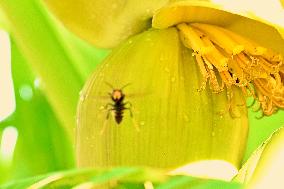 Asian Hornet - France