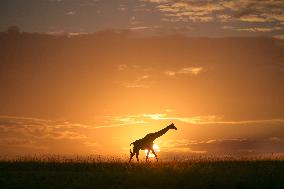 Giraffes At Maasai Mara National Reserve - Kenya