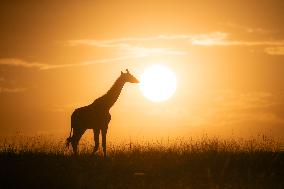 Giraffes At Maasai Mara National Reserve - Kenya