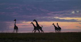 Giraffes At Maasai Mara National Reserve - Kenya