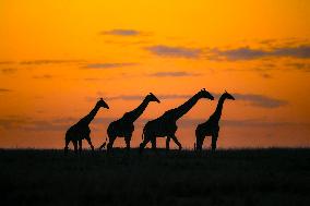 Giraffes At Maasai Mara National Reserve - Kenya