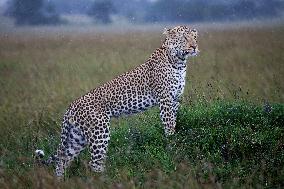 KENYA-NAROK-MAASAI MARA NATIONAL RESERVE-WILDLIFE