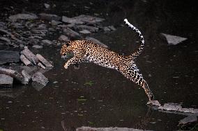 KENYA-NAROK-MAASAI MARA NATIONAL RESERVE-WILDLIFE