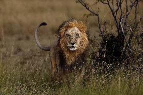 KENYA-NAROK-MAASAI MARA NATIONAL RESERVE-WILDLIFE