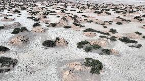 Gobi Desert Ecology in Hami