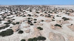 Gobi Desert Ecology in Hami