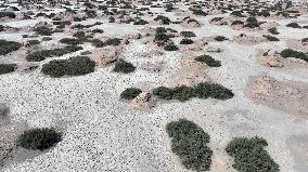 Gobi Desert Ecology in Hami