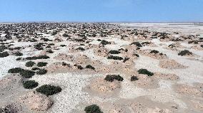 Gobi Desert Ecology in Hami
